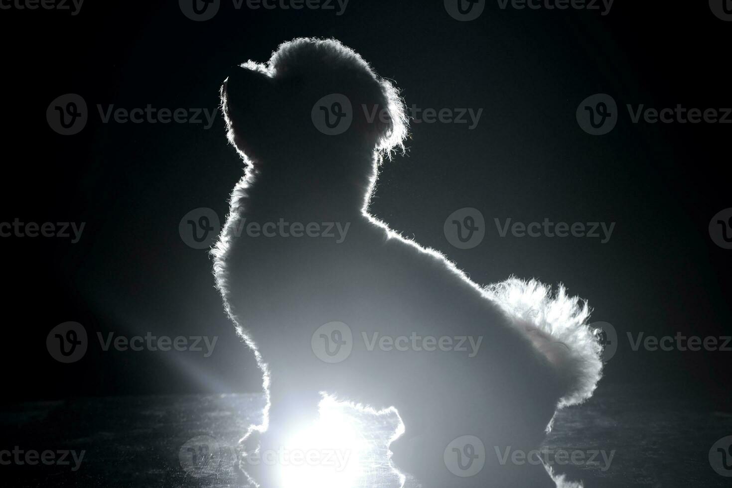 Silhouette of a cute Bolognese dog photo