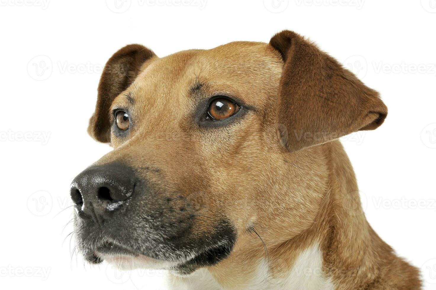 Portrait of an adorable mixed breed dog looking curiously photo