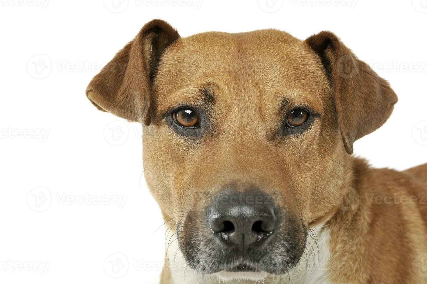Portrait of an adorable mixed breed dog looking seriously at the camera photo