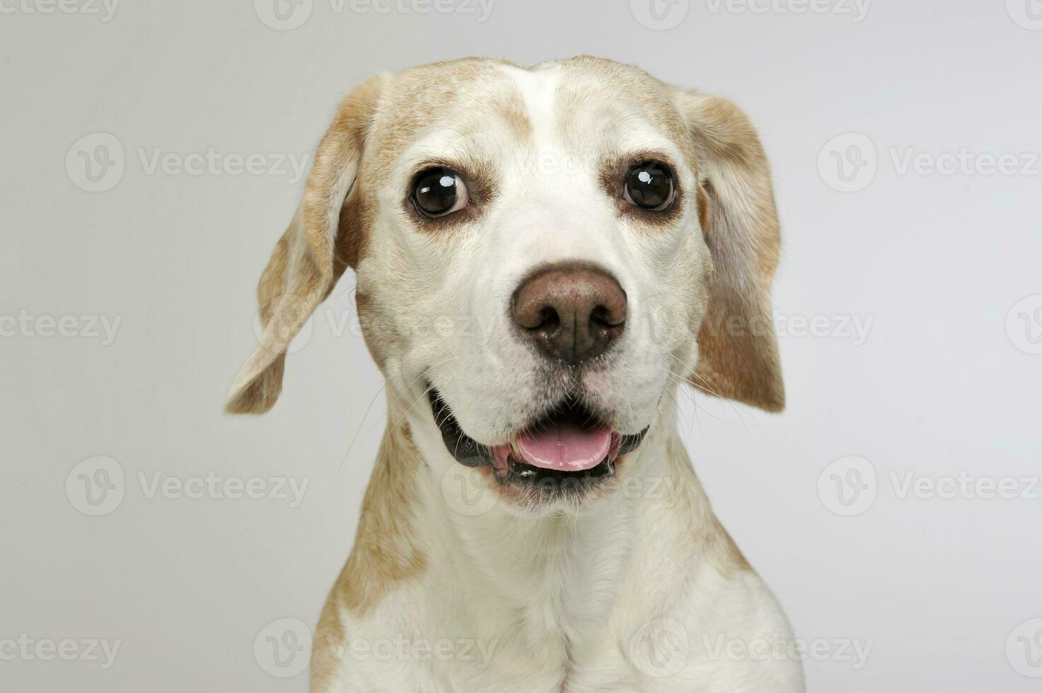 Portrait of an adorable beagle photo