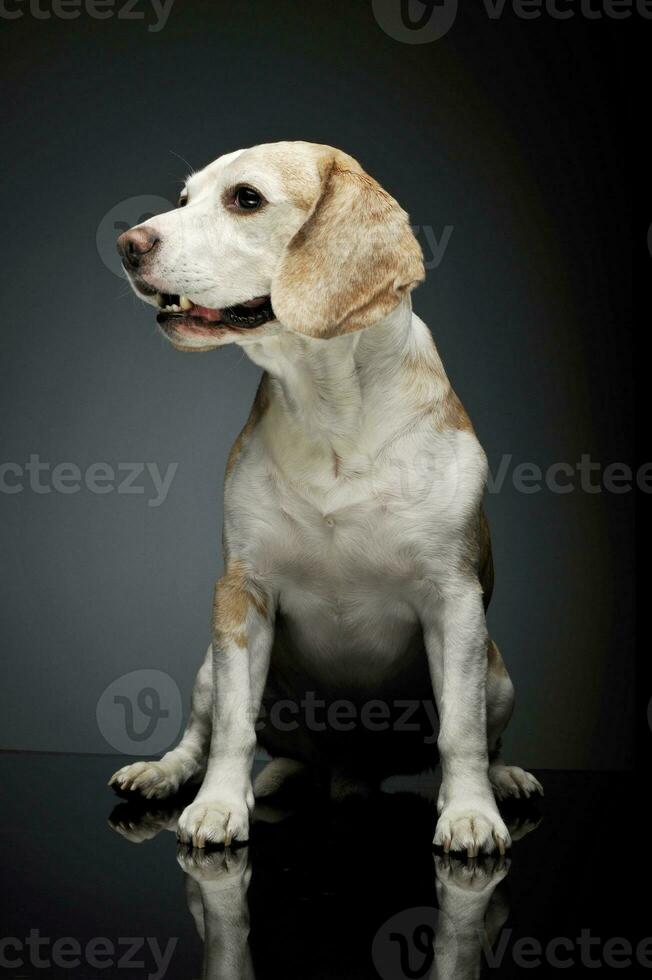 Studio shot of an adorable beagle photo