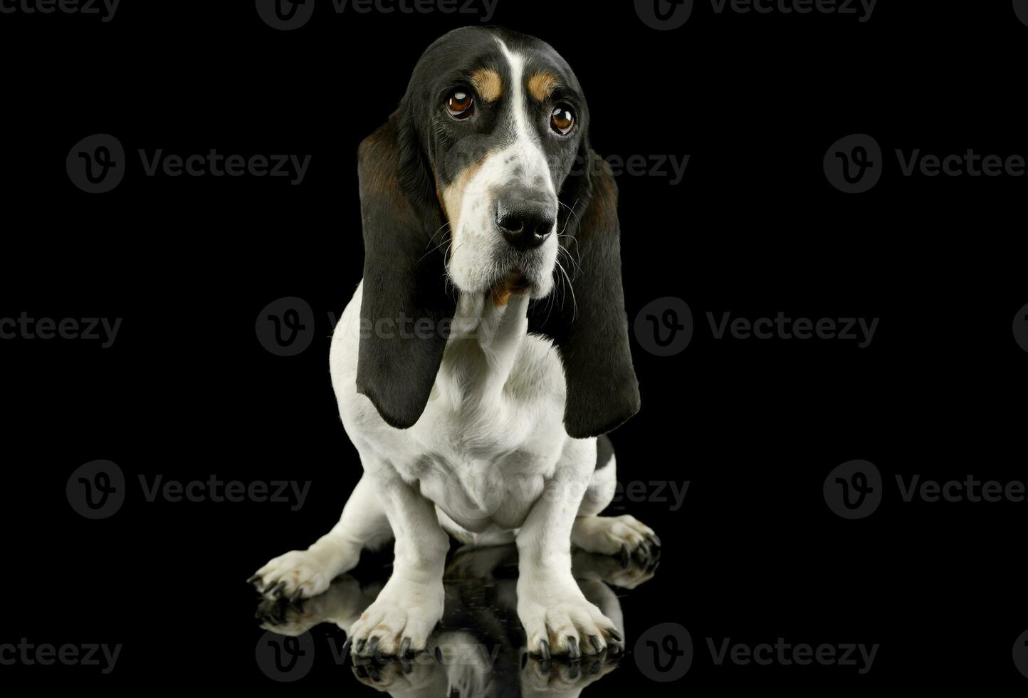 Studio shot of an adorable Basset hound photo