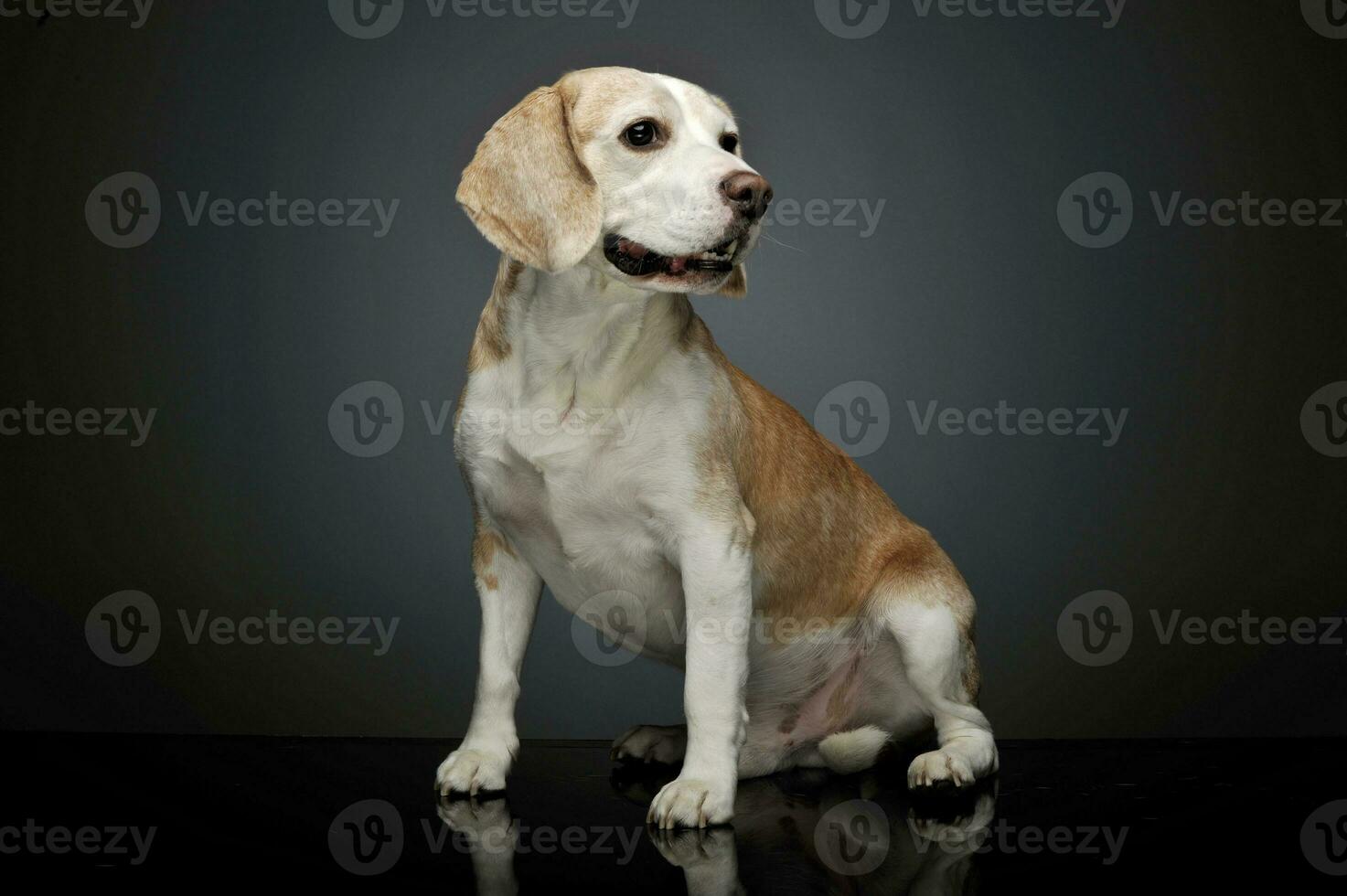 Studio shot of an adorable beagle photo