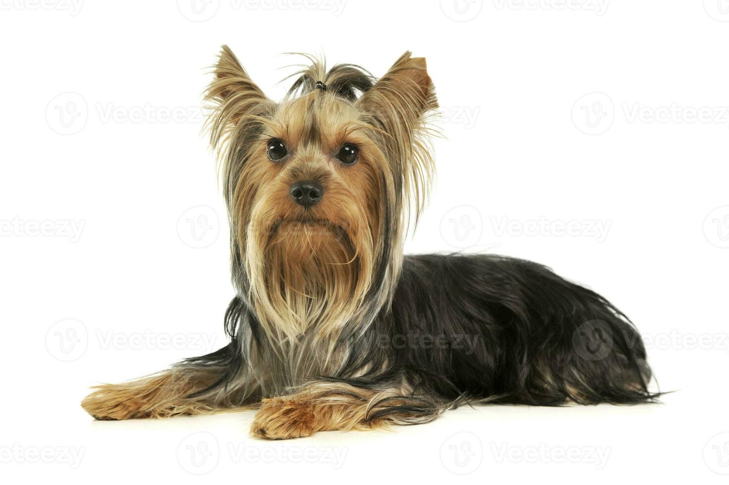 Studio shot of an adorable Yorkshire Terrier photo