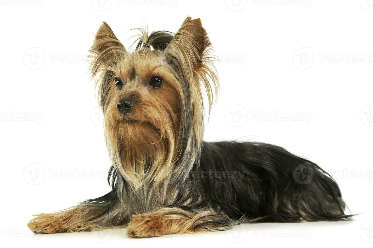 Studio shot of an adorable Yorkshire Terrier photo