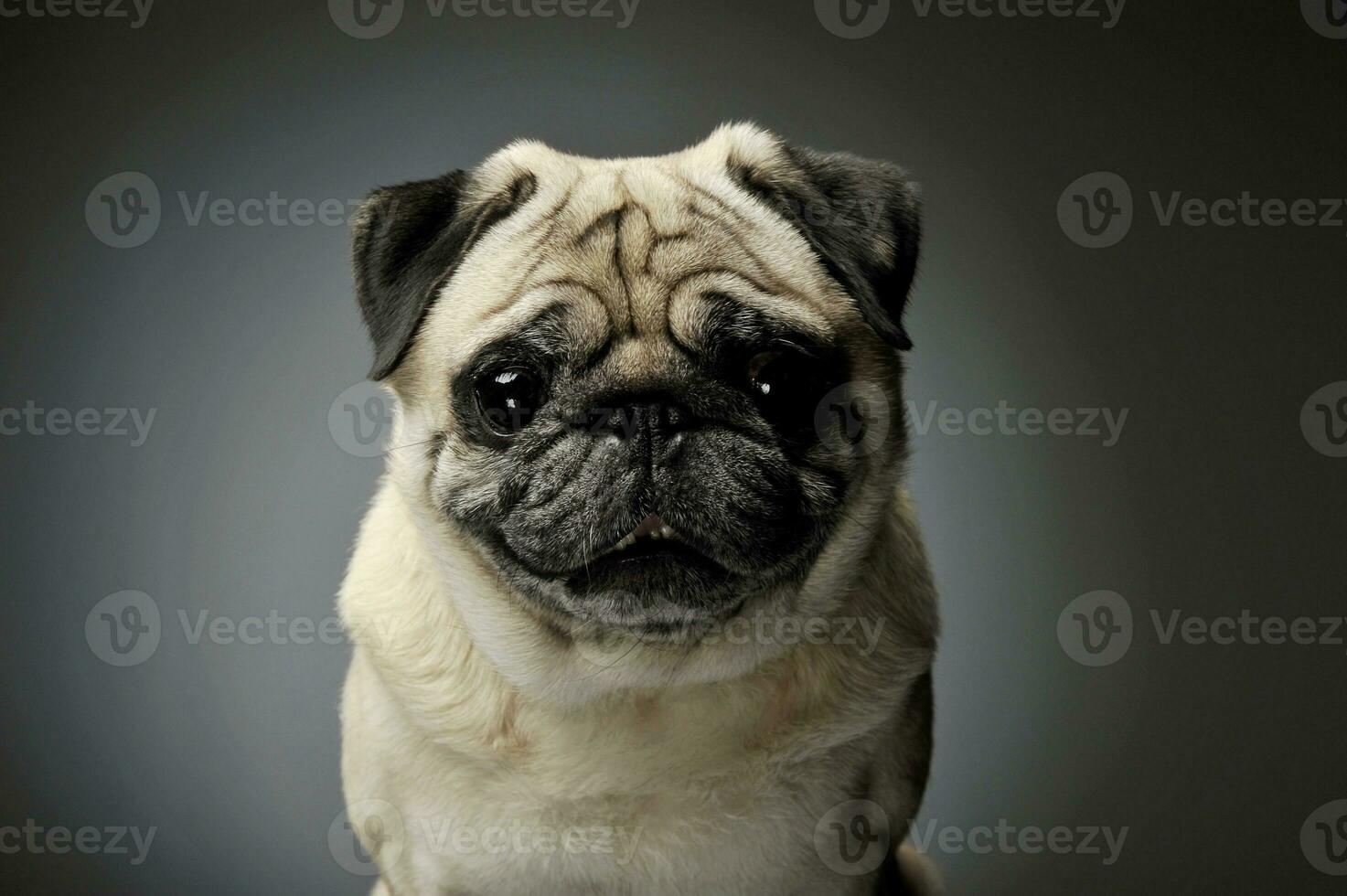 Portrait of an adorable Pug looking curiously at the camera - isolated on grey background. photo
