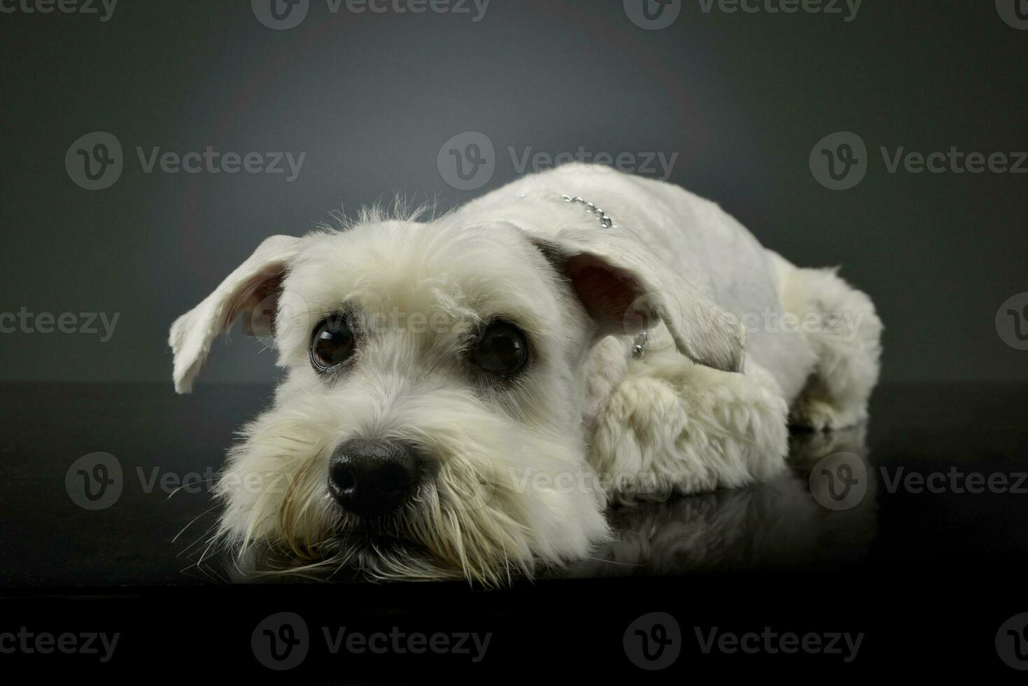 Studio shot of an adorable mixed breed dog photo