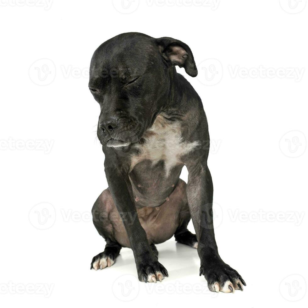 An adorable mixed breed dog sitting with closed eyes photo