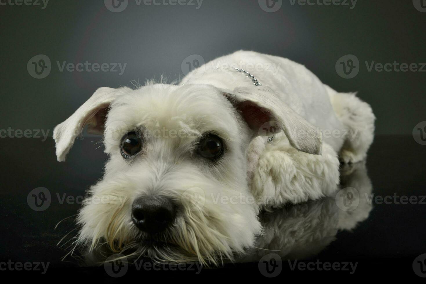 Studio shot of an adorable mixed breed dog photo