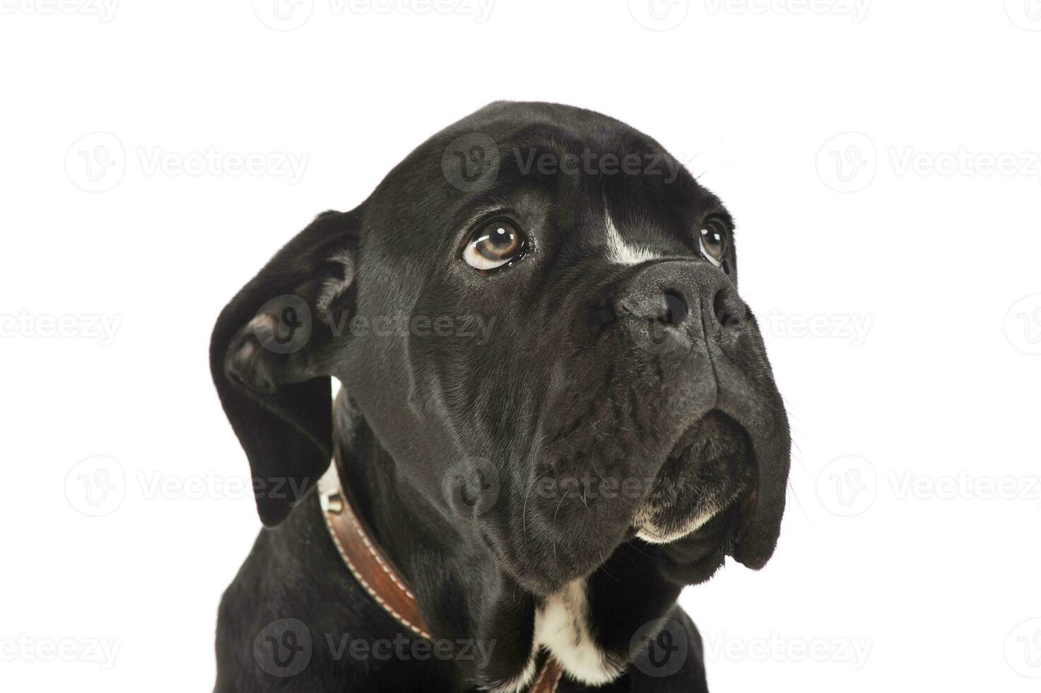 Portrait of an adorable cane Corso puppy photo