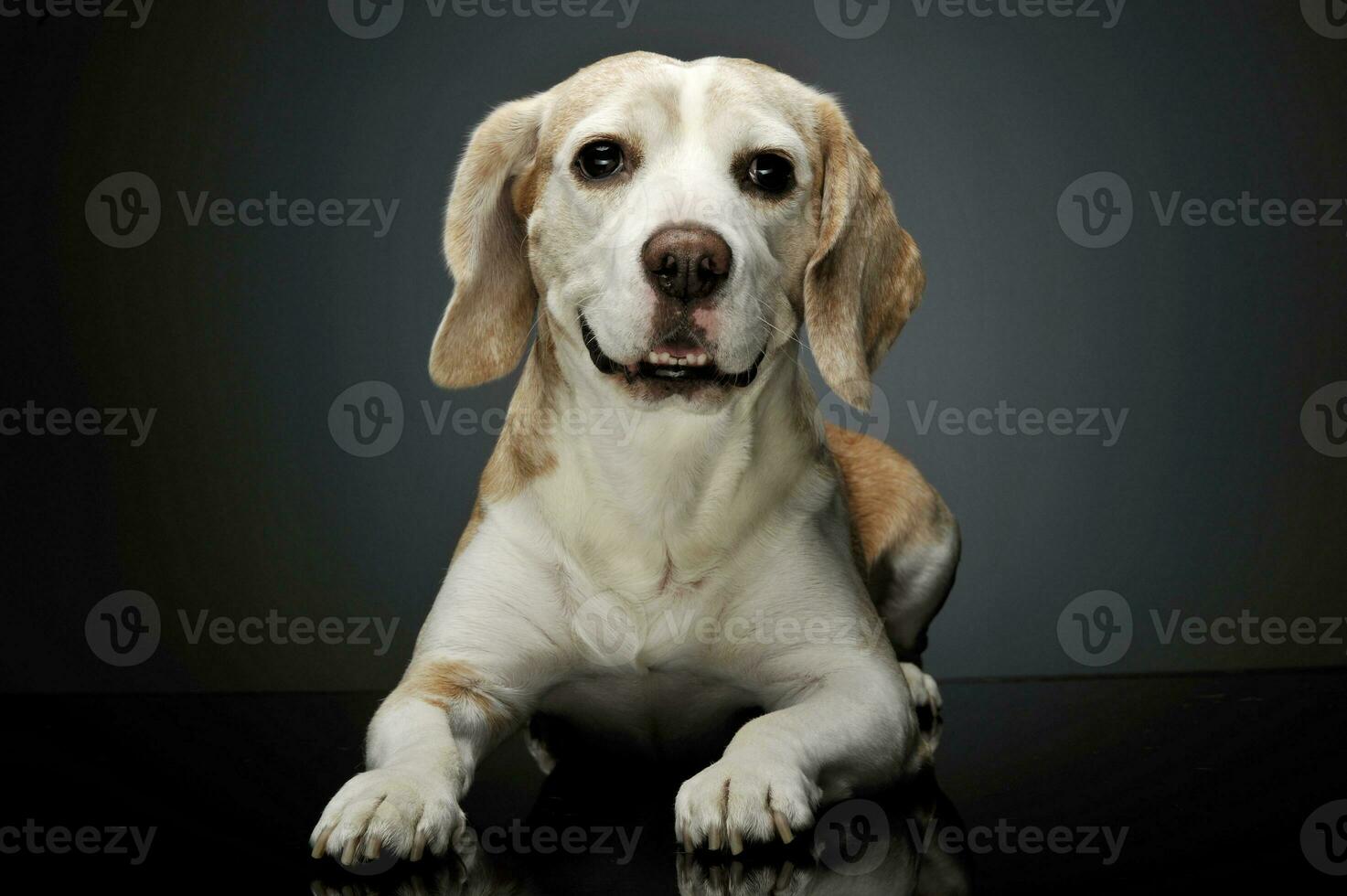 Studio shot of an adorable beagle photo