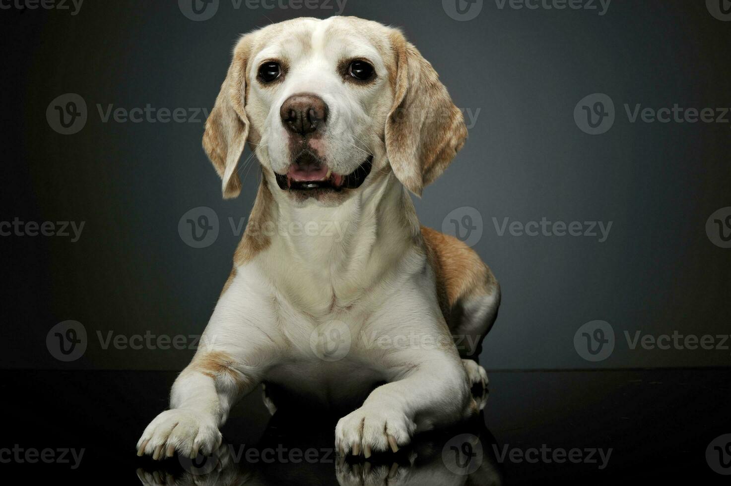 Studio shot of an adorable beagle photo