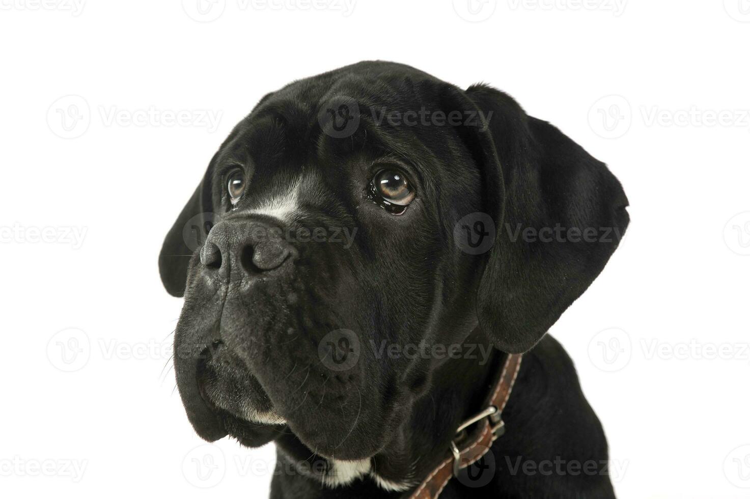 Puppy black cane corso portrait in studio photo