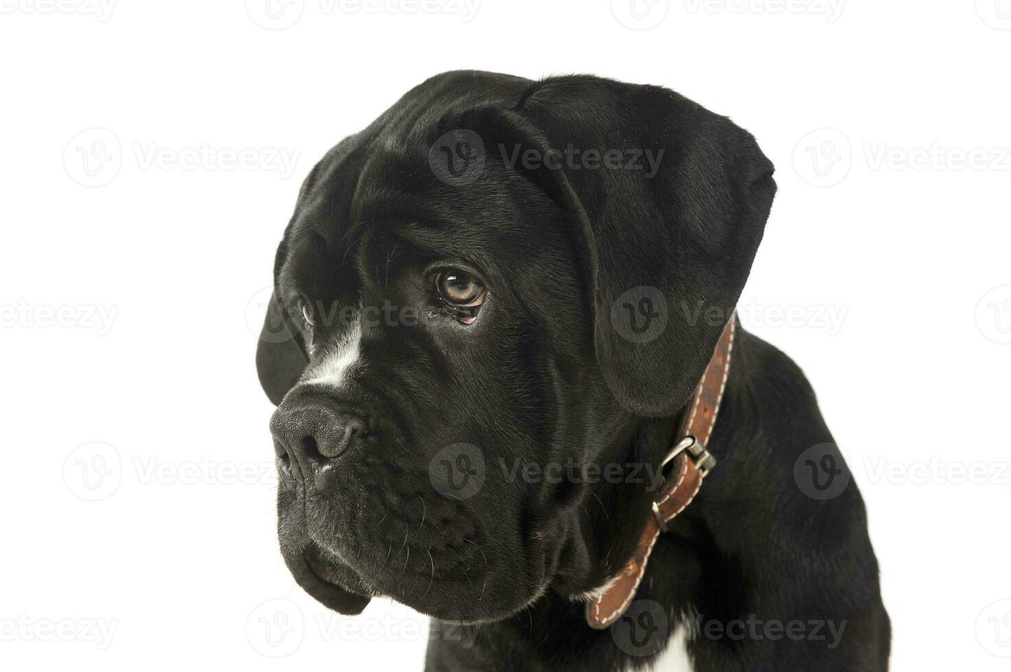 Portrait of an adorable cane Corso puppy photo