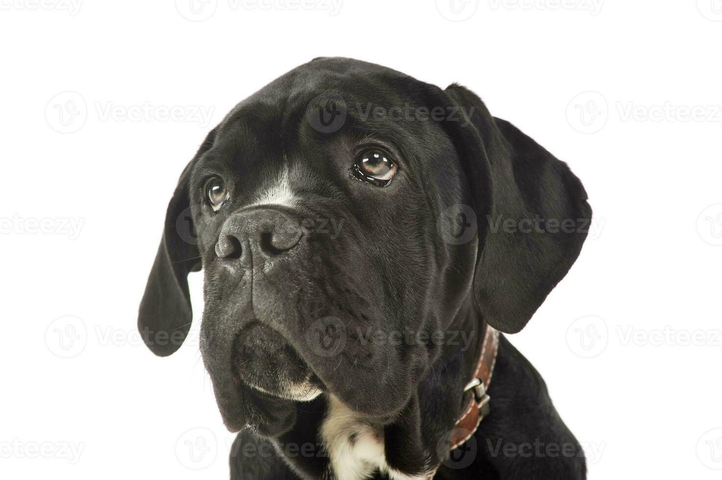Portrait of an adorable cane Corso puppy photo