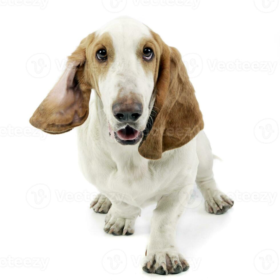 Studio shot of an adorable Basset hound photo