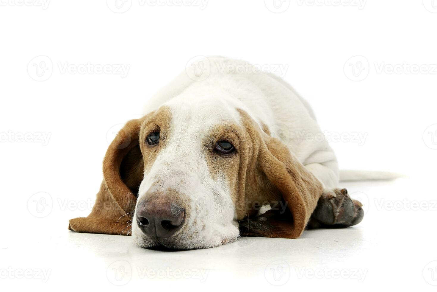 Studio shot of an adorable Basset hound photo