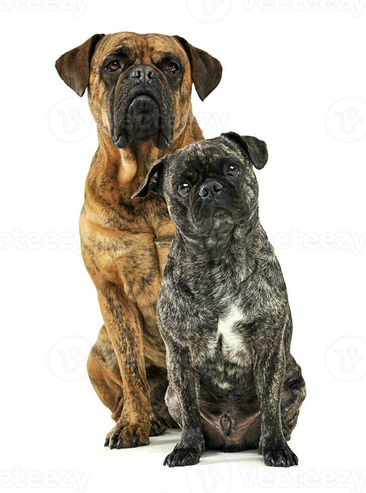 group of funny dogs waching in studio photo