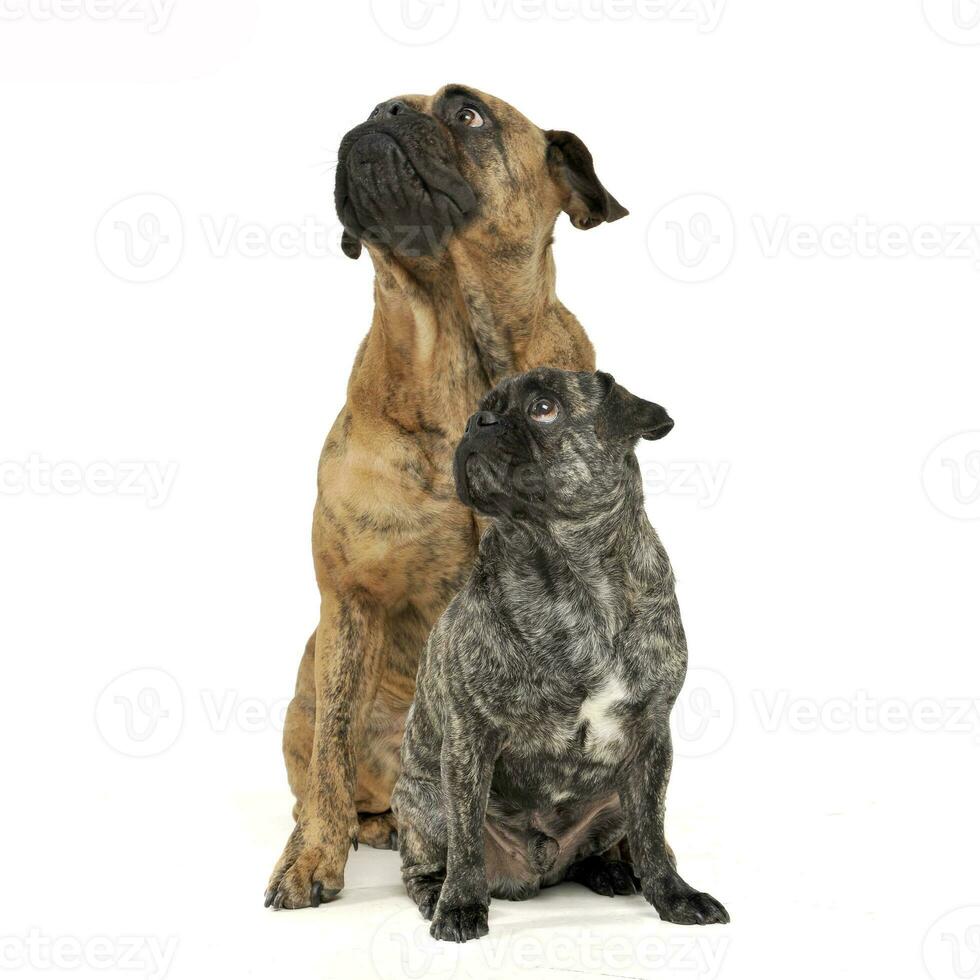 Studio shot of two adorable mixed breed dog looking up curiously photo