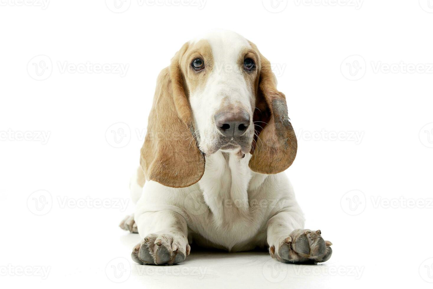 Studio shot of an adorable Basset hound photo