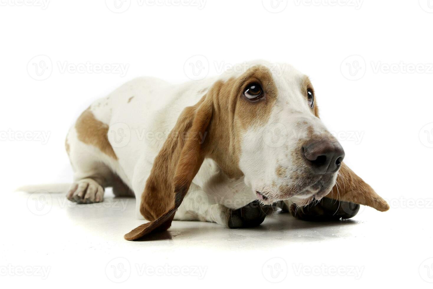 Studio shot of an adorable Basset hound photo