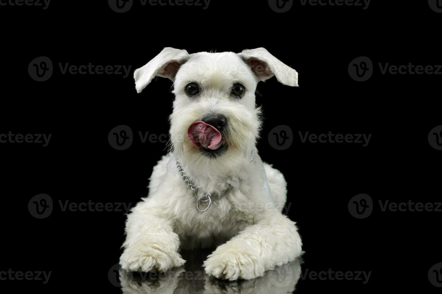 Studio shot of an adorable mixed breed dog photo