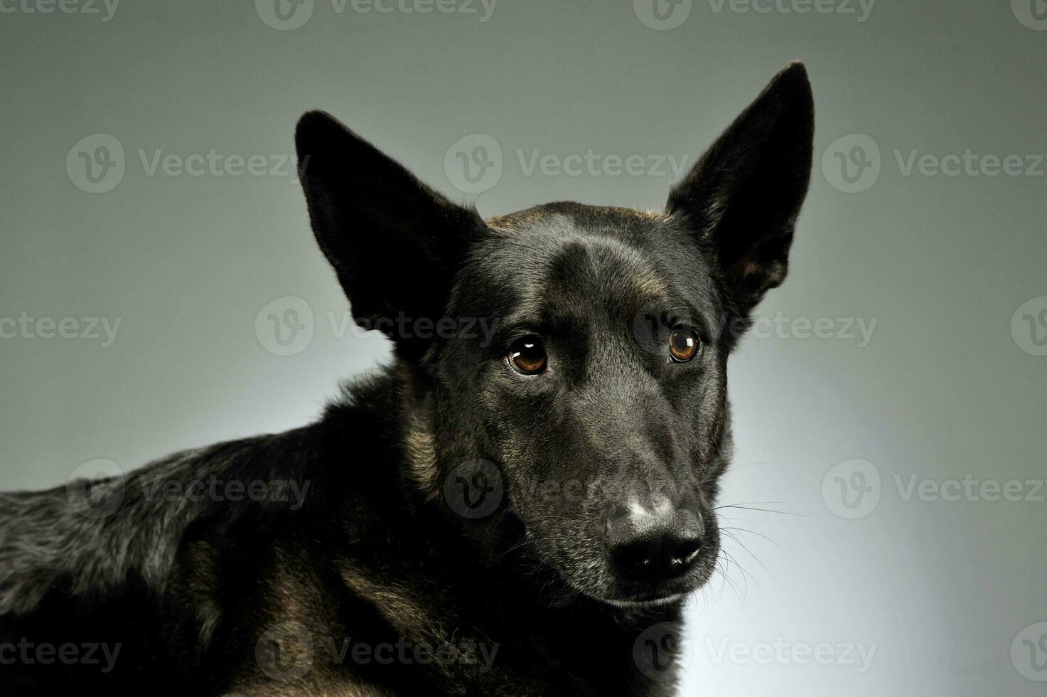 Portrait of an adorable german shepherd photo