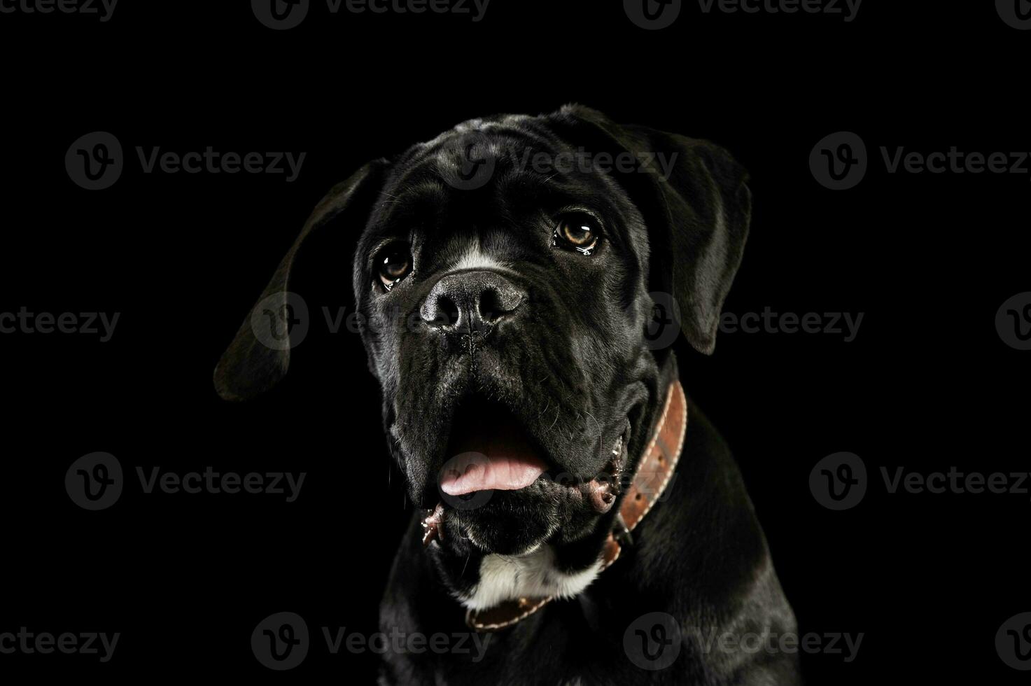 Portrait of an adorable cane Corso puppy photo