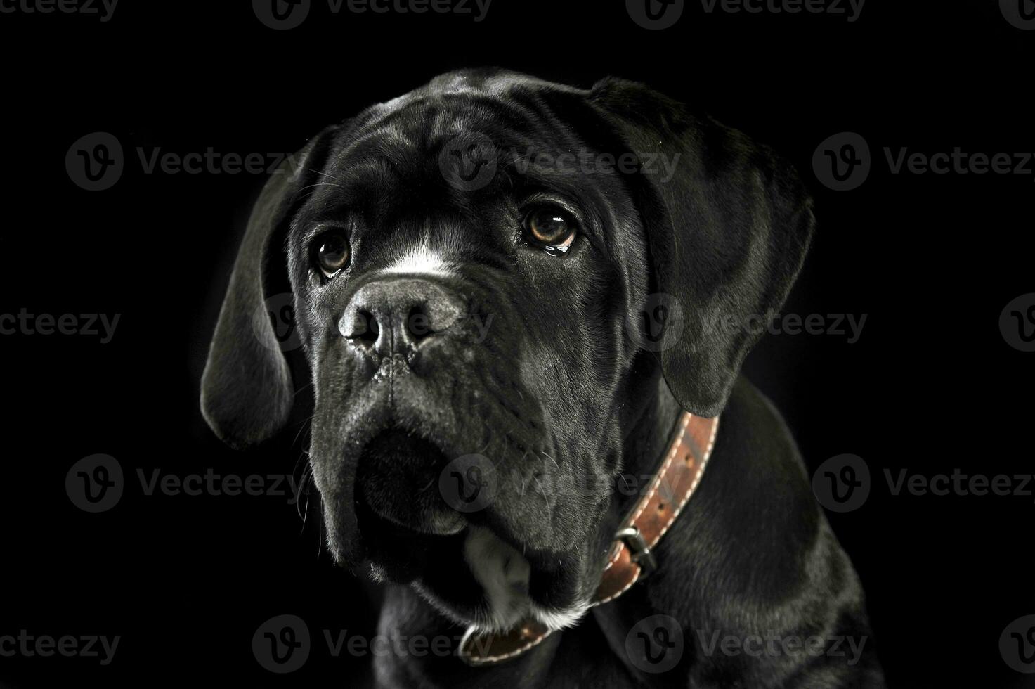 Puppy black cane corso portrait in studio photo