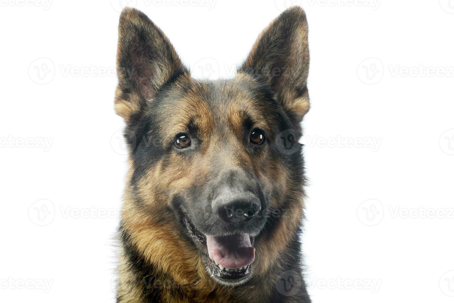 Portrait of an adorable german shepherd dog photo