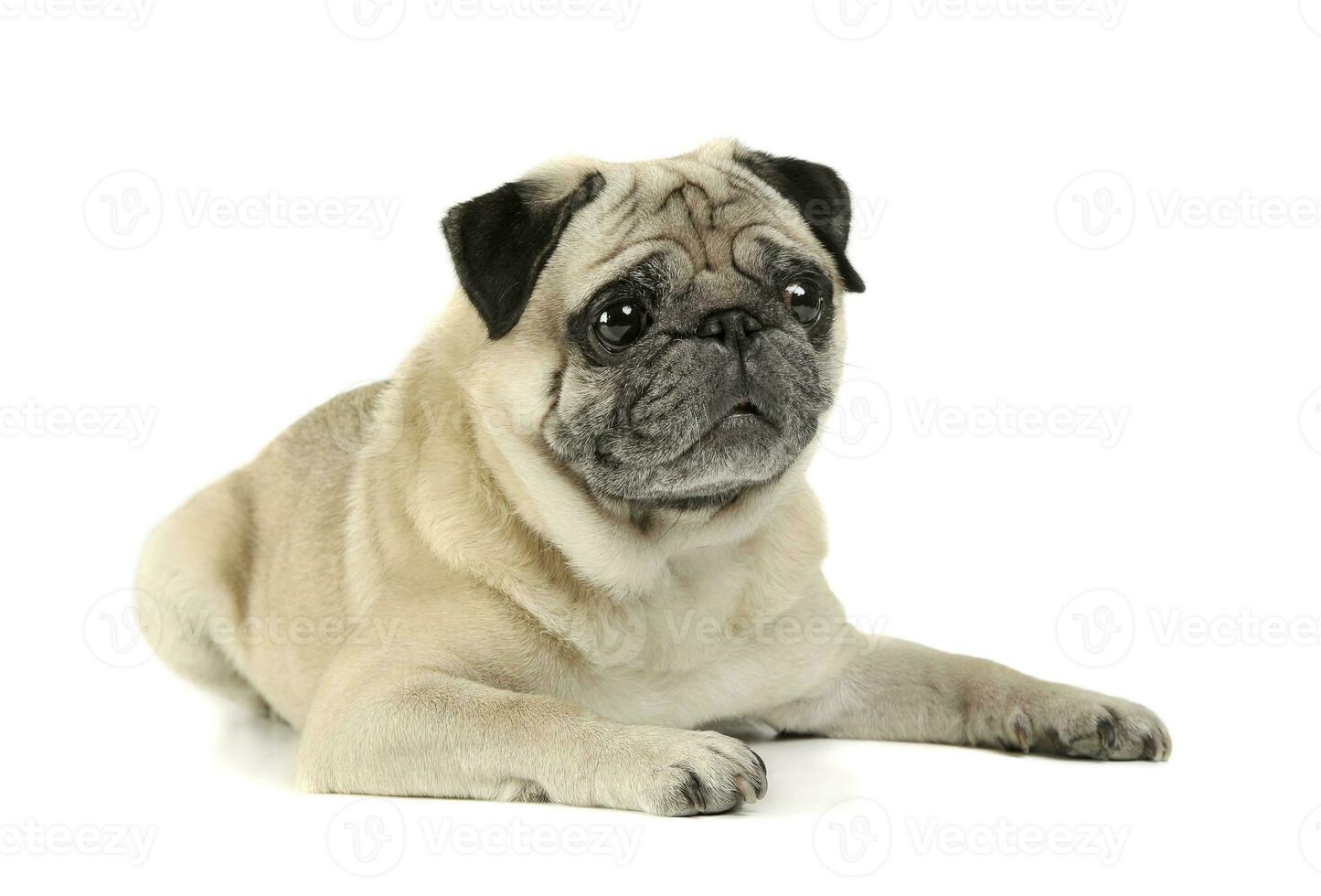 Studio shot of an adorable Pug lying and looking curiously - isolated on white background photo