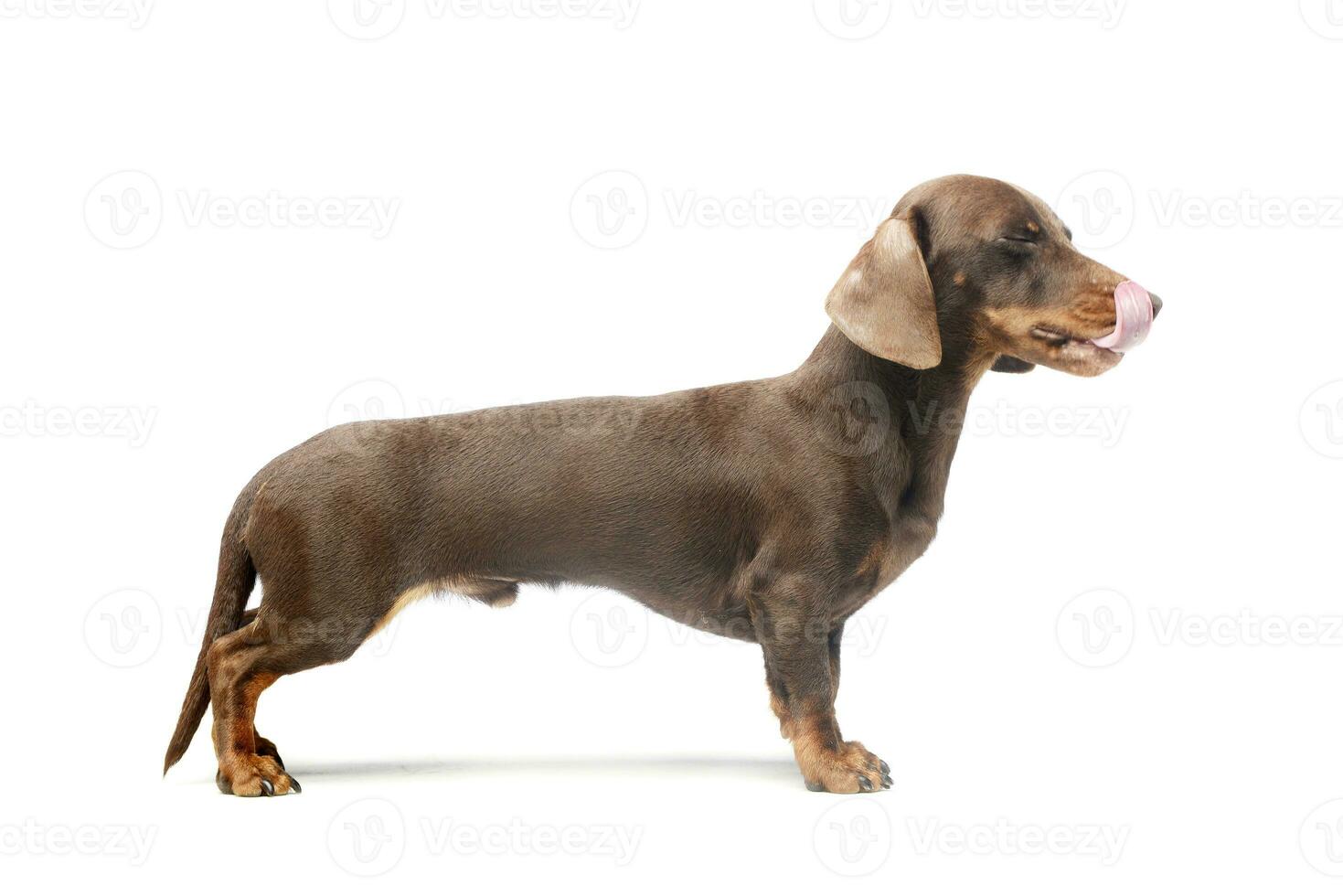 Studio shot of an adorable Dachshund photo