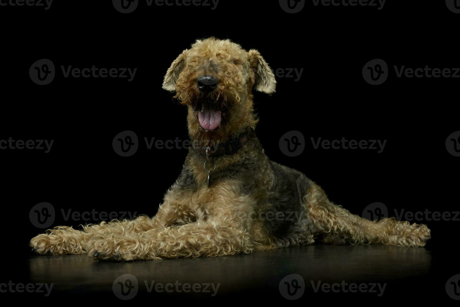 Studio shot of a beautiful Airedale Terrier photo
