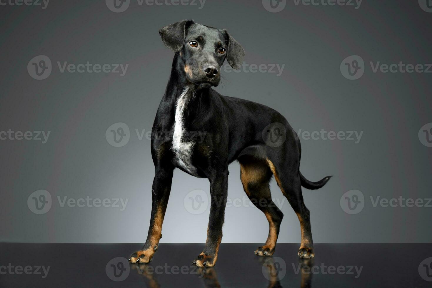 Studio shot of an adorable mixed breed dog photo