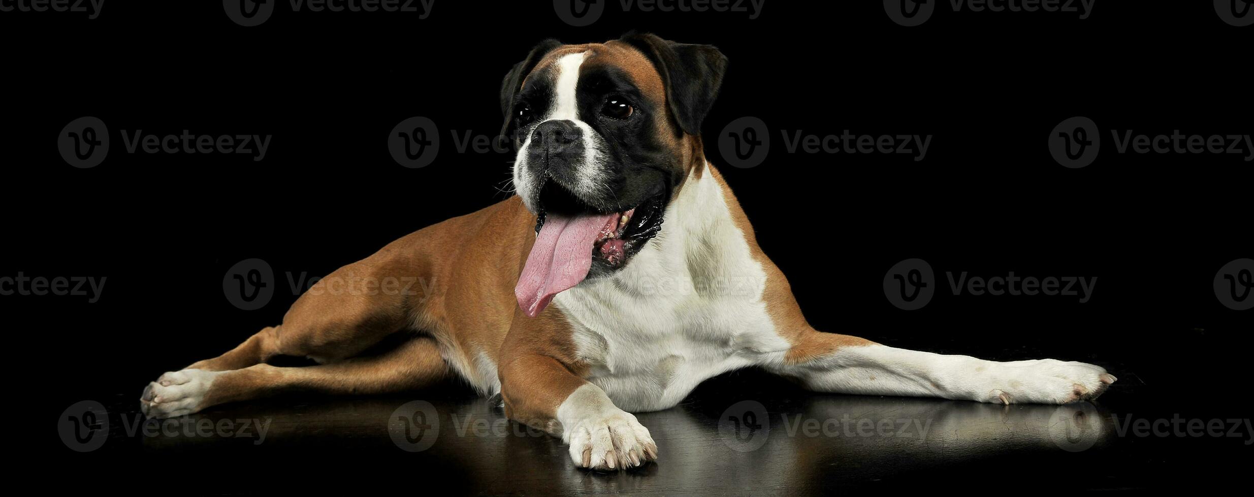 nice young boxer in the photo studio