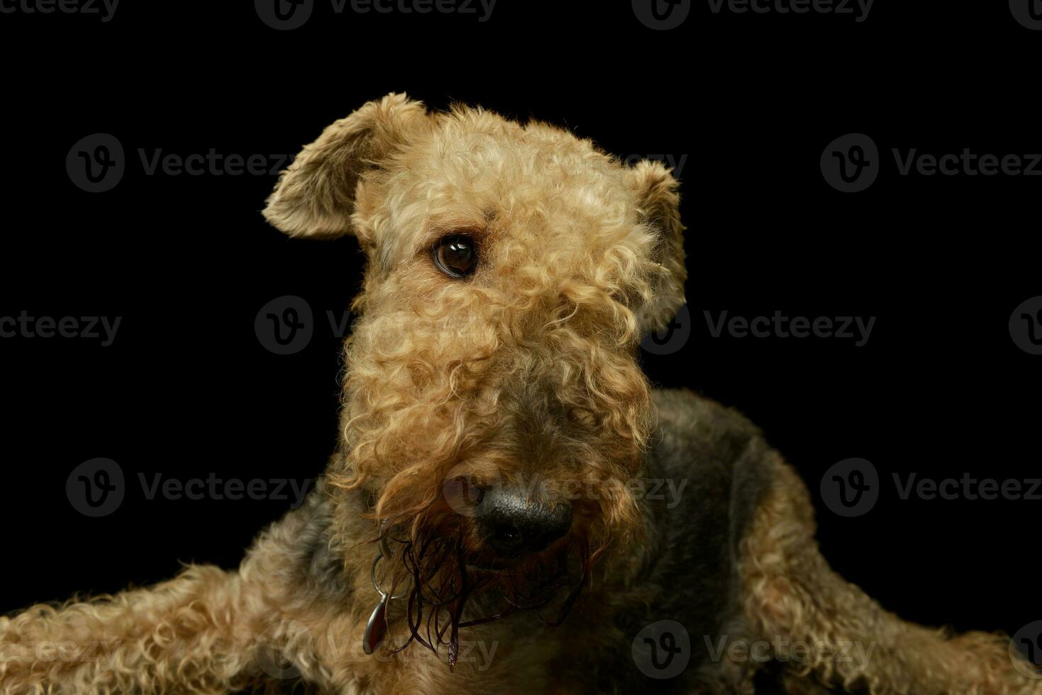 Portrait of a beautiful Airedale Terrier photo