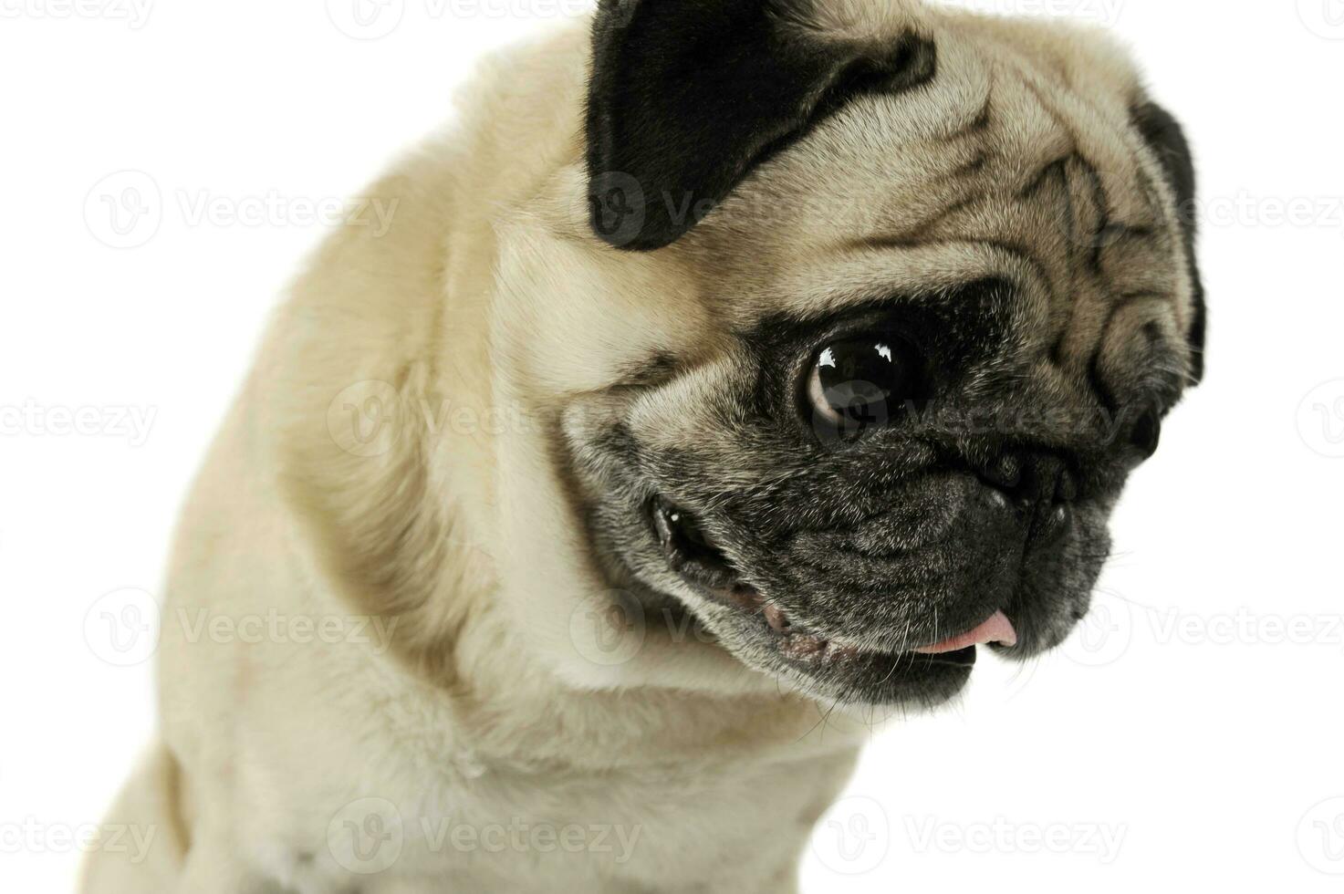 Portrait of an adorable Pug looking sad - studio shot, isolated on white background photo