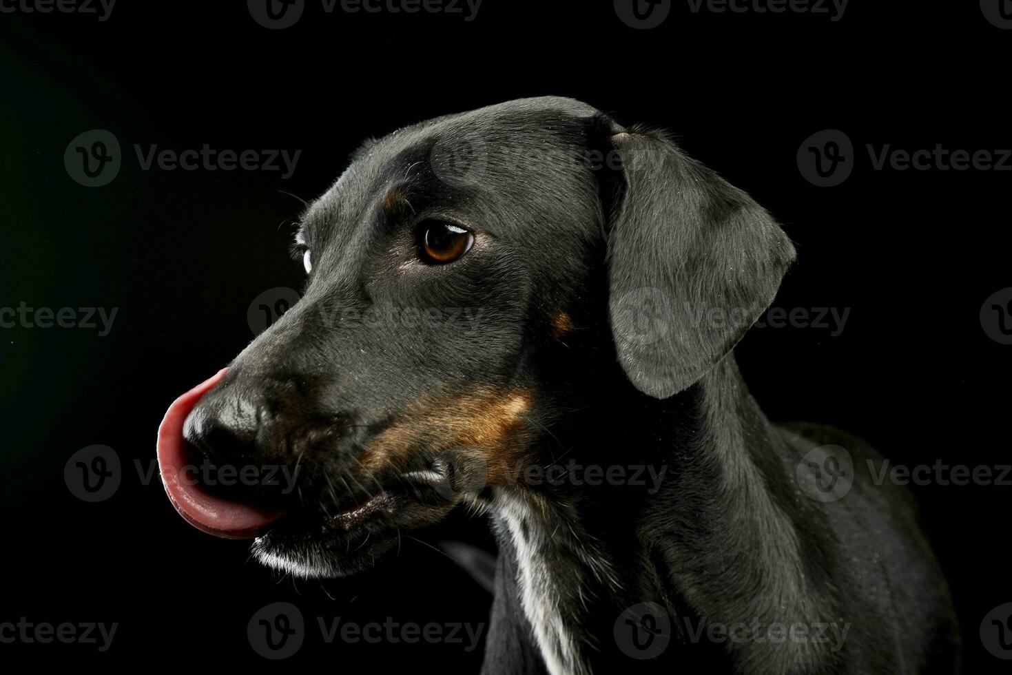 Portrait of an adorable mixed breed dog photo