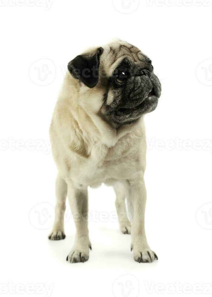 Studio shot of an adorable Pug standing and looking scared - isolated on white background photo