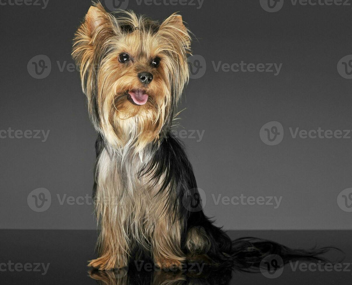 very nice long hair yorkshire terrier in studio photo