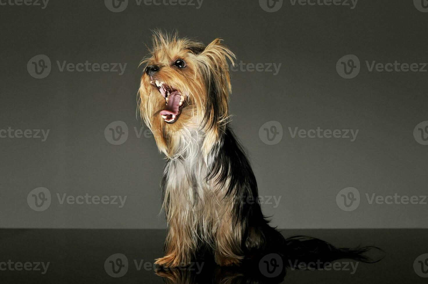 Studio shot of an adorable Yorkshire Terrier photo