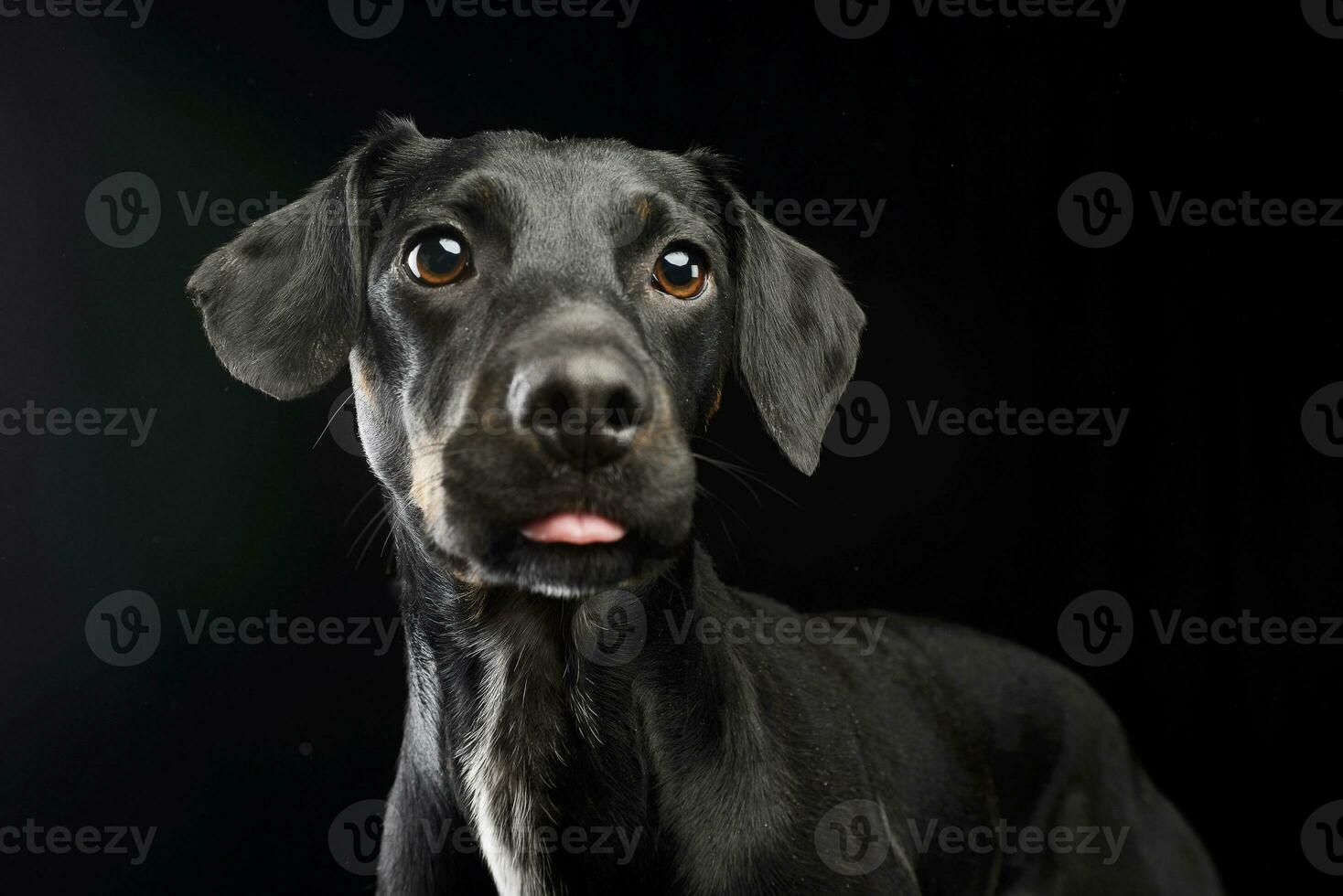 Portrait of an adorable mixed breed dog photo