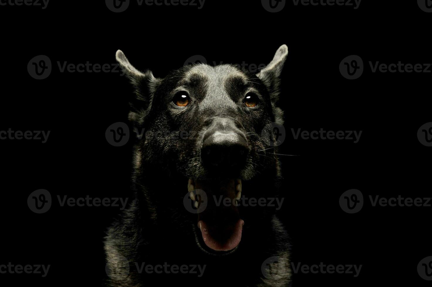 Portrait of an adorable german shepherd photo