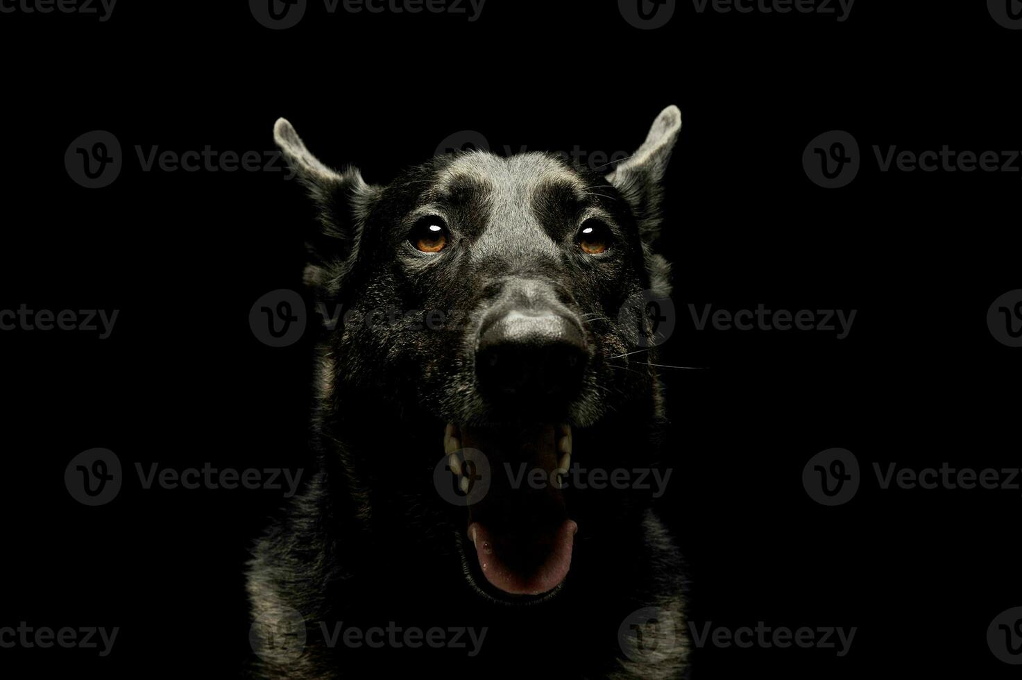 retrato de un adorable alemán pastor foto