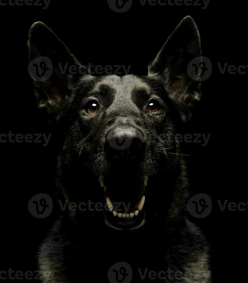 temeroso negro alemán pastor perro en un oscuro estudio foto