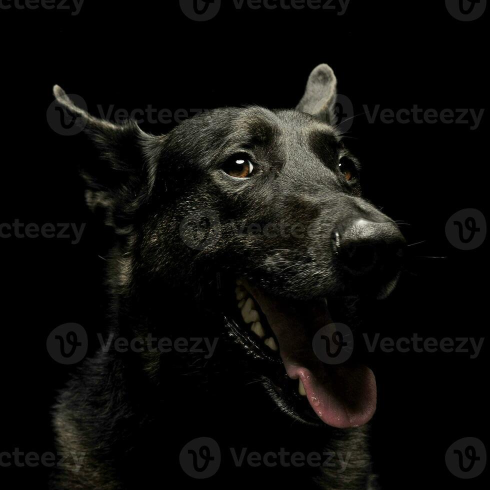 negro alemán pastor perro en un oscuro estudio foto