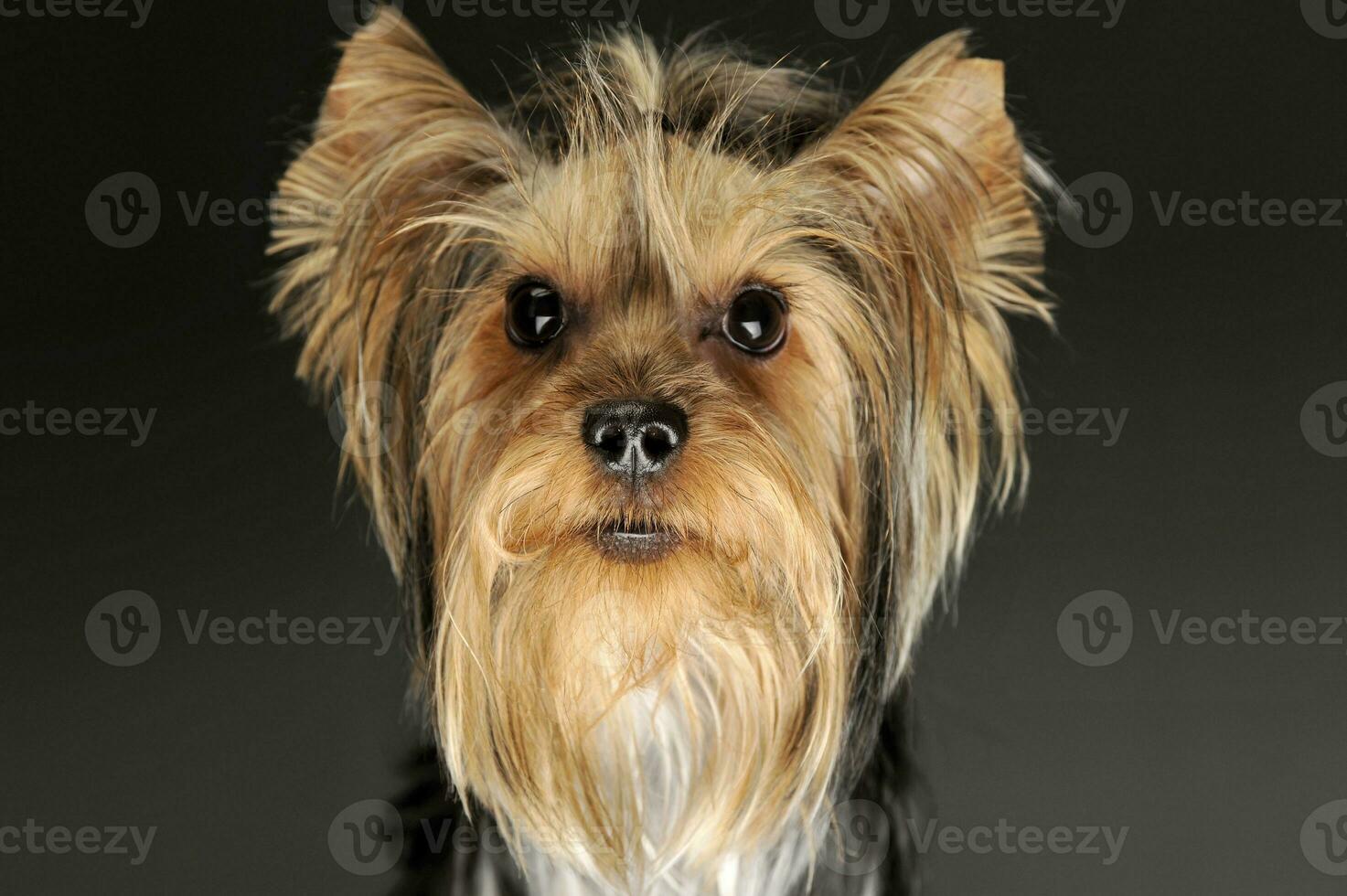 Portrait of an adorable Yorkshire Terrier photo