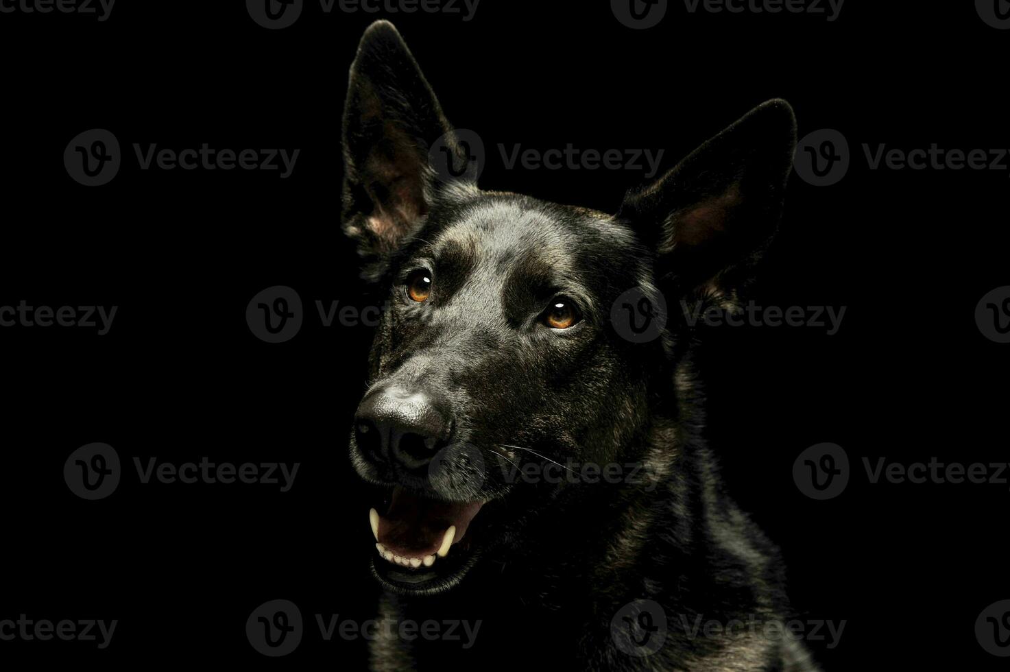 Portrait of an adorable german shepherd photo
