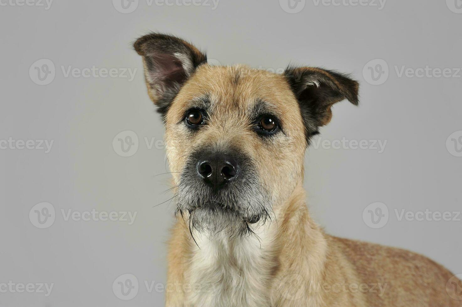 Brown color wired hair mixed breed dog in a grey studio photo