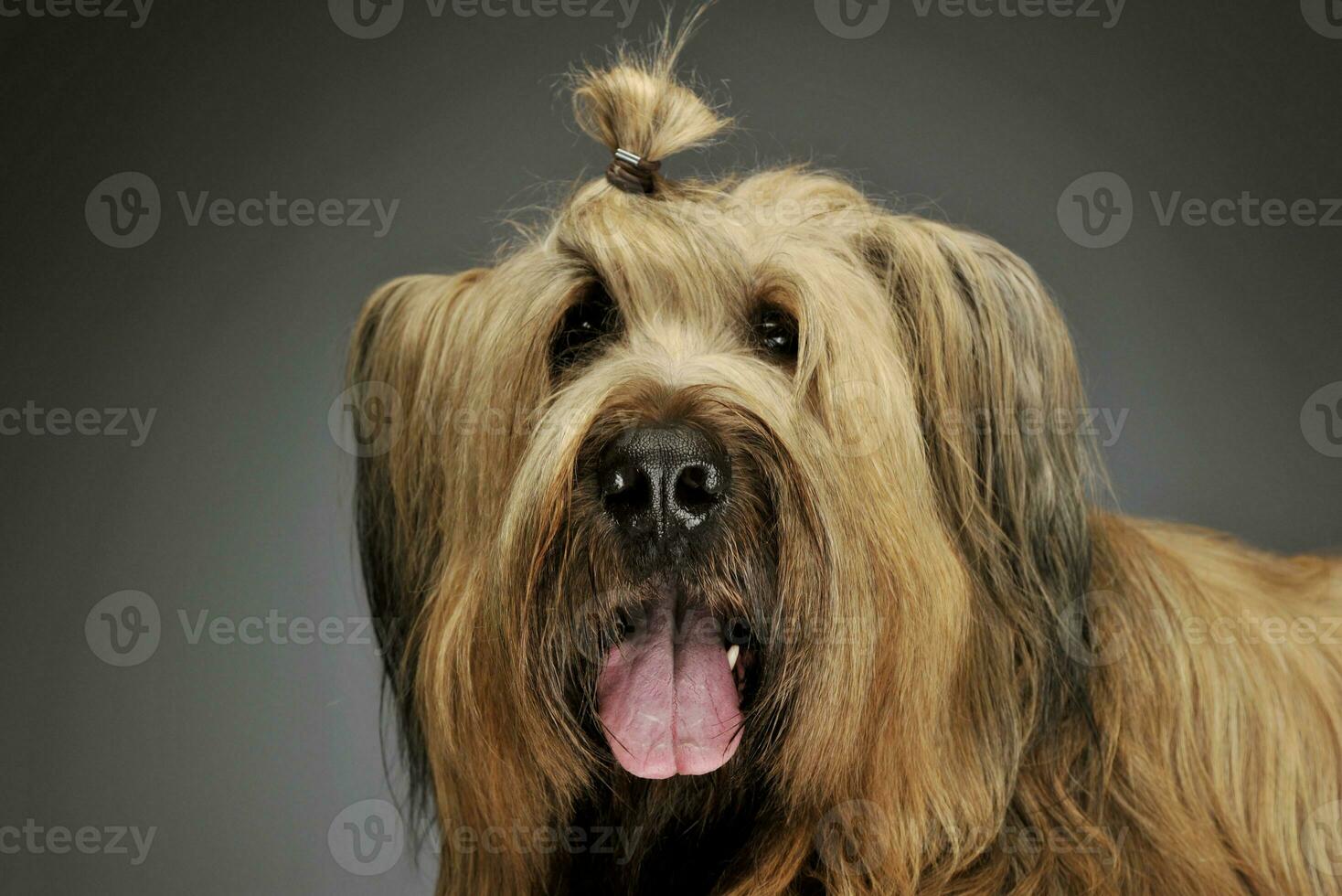 Portrait of an adorable Berger de Brie photo